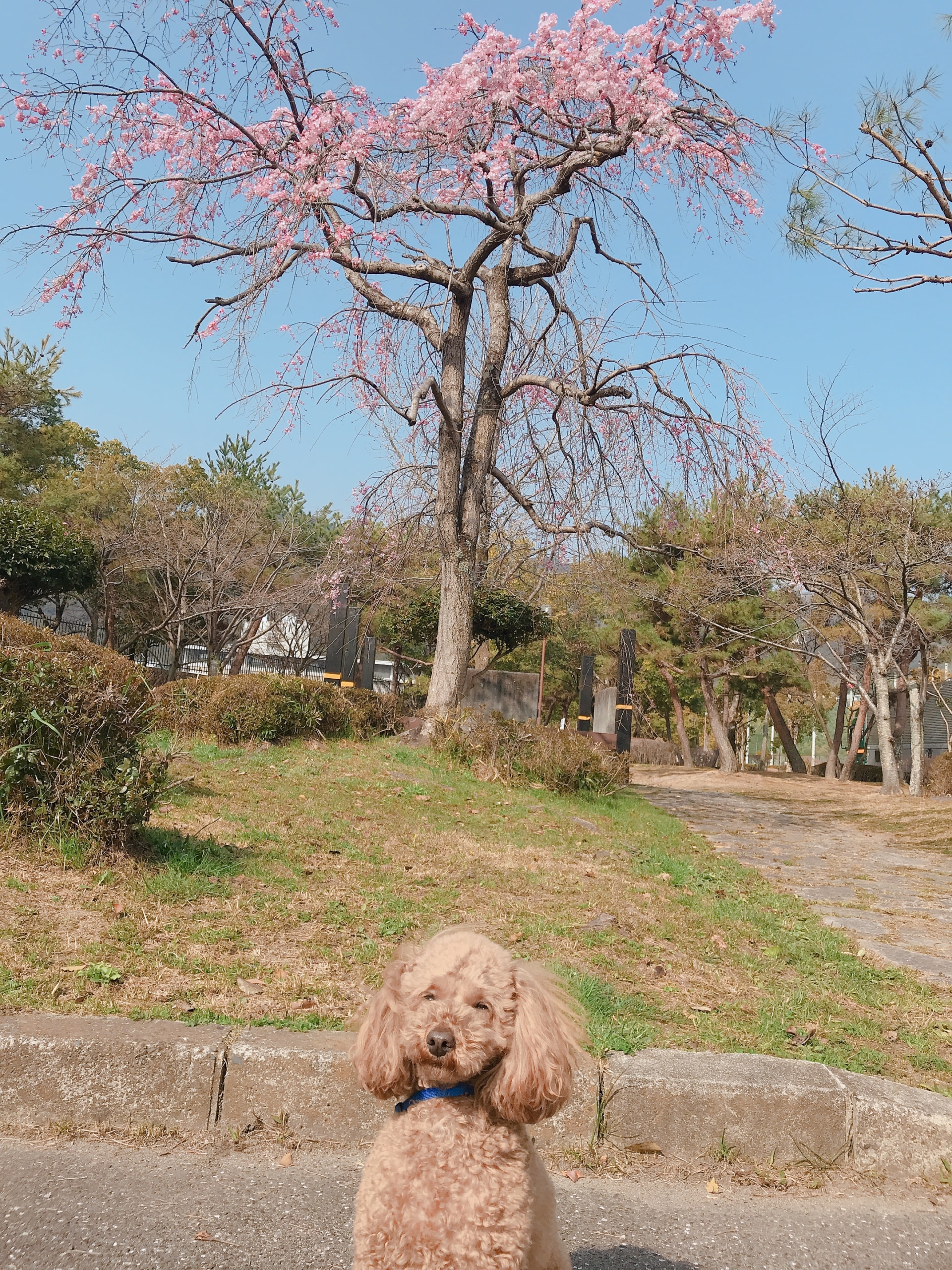 春の訪れ🌸