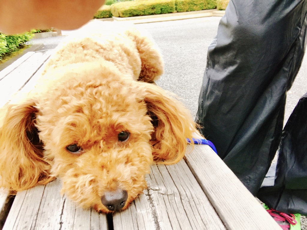 梅雨に入りましたね(°_°)