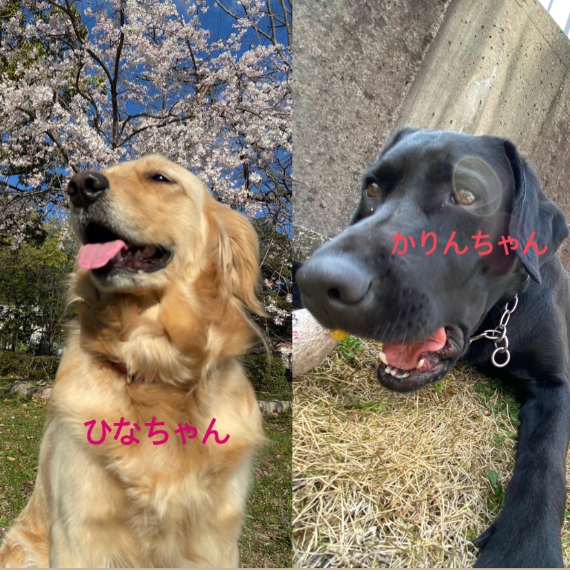 滋賀県警 警察犬